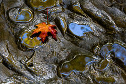 Leaf on slate