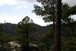 Top of Mount Lemmon