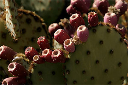 Prickly Pear