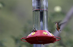 Rufous