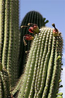 Saguaro