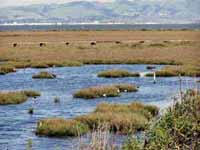 baylands1.jpg (278802 bytes)