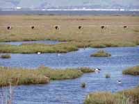 baylands3.jpg (257754 bytes)