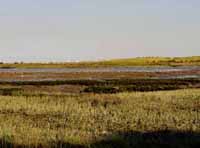 baylands6.jpg (309545 bytes)