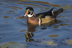 Wood Duck