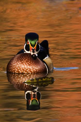 Wood Duck