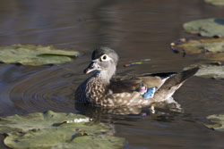 Wood Duck