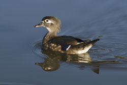 Wood Duck