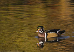 Wood Duck