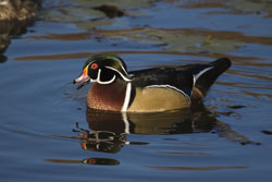 Wood Duck