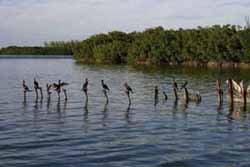 Cormorants