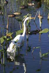 Great egret