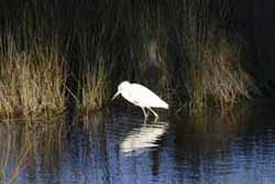 Little Blue Heron