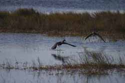 Redish Egrets