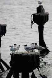 Terns