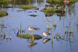 Yellowlegs