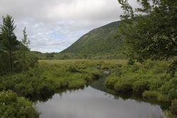 Salt marsh