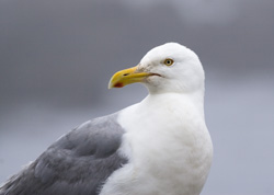 Gull