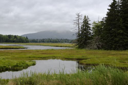 Salt marsh