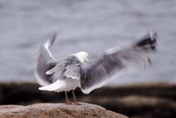 Gull