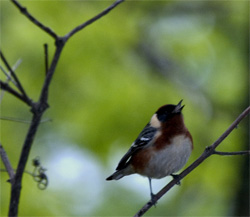 Bay-breasted Warbler