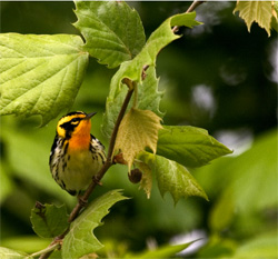 Blackburnian Warbler