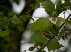 Blackburnian Warbler