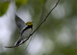 Black-throated Green Warbler