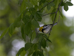 Black-throated Green Warbler