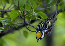 Chestnut-sided Warbler