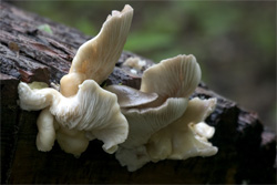 Fungus