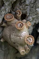 FUngus