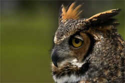 Great Horned Owl