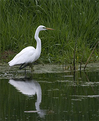 Great Egret