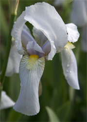 Iris