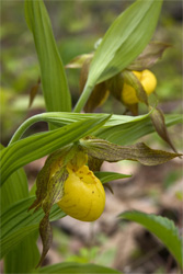 Lady's Slipper