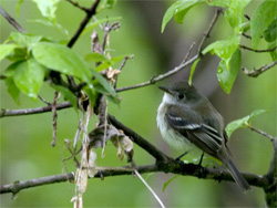 Least Flycatcher