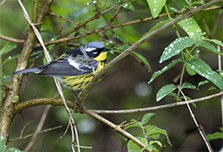 Magnolia Warbler