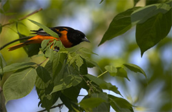 Oriole