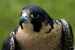 Peregrine Falcon