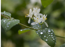 Raindrops