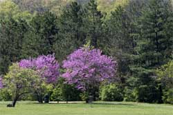 Redbud trees