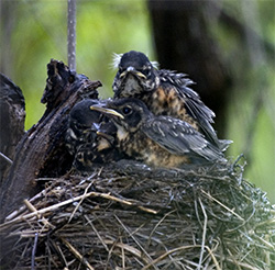 Robin Babies