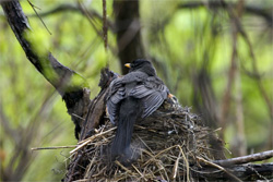 Mother Robin