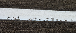 Shorebirds