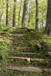 Steps in the woods