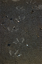 Footprints