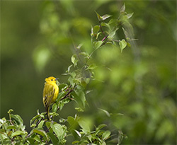 Yellow Warbler