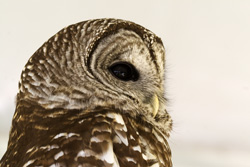 barred owl