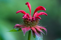 beebalm